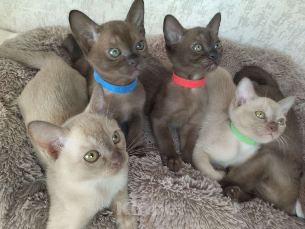 Кошки в Ковровом: Флер де лилу В Девочка, 30 000 руб. - фото 5