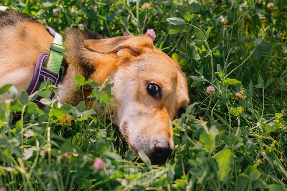Собаки в Москве: Рэм ищет дом Мальчик, Бесплатно - фото 3