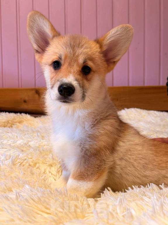 Собаки в Москве: Щенки Вельш корги Пемброк Мальчик, 55 000 руб. - фото 5