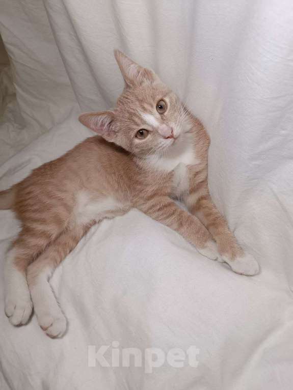 Кошки в Москве: Рыжий котенок Санчо в добрые руки Мальчик, Бесплатно - фото 4