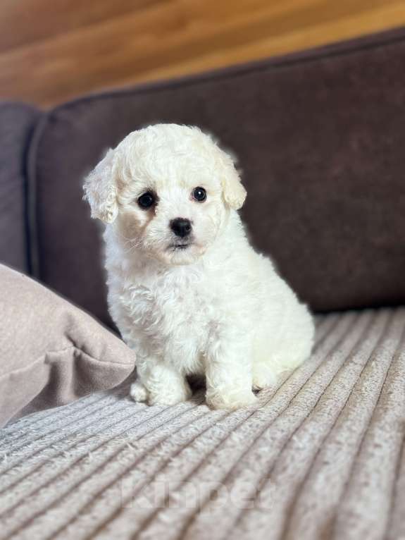 Собаки в Новосибирске: Бишончики, щенки Мальчик, 35 000 руб. - фото 3