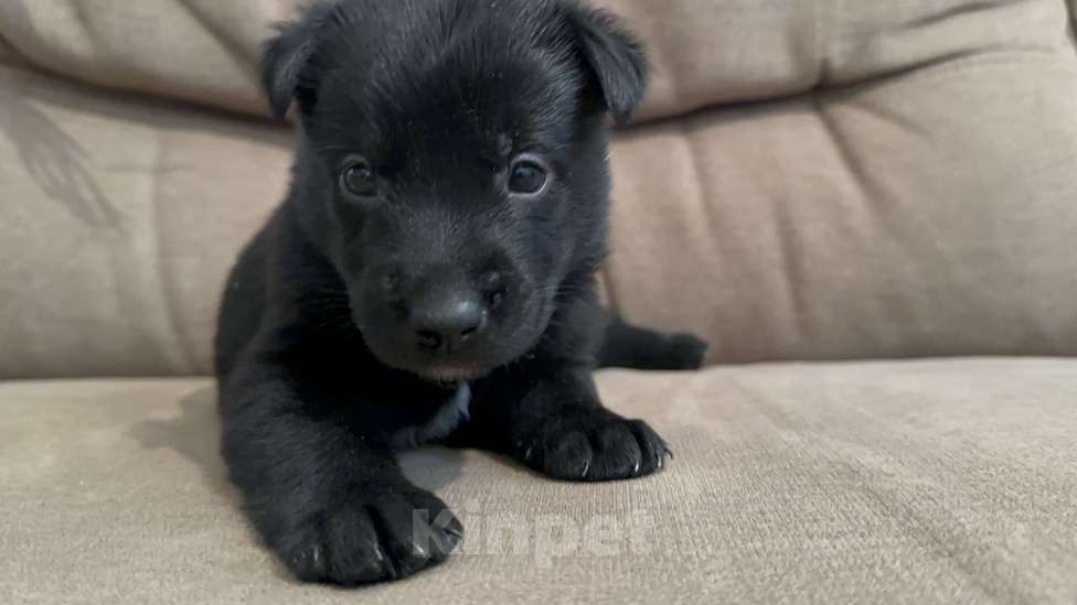 Собаки в Москве: Черныш Мальчик, Бесплатно - фото 3