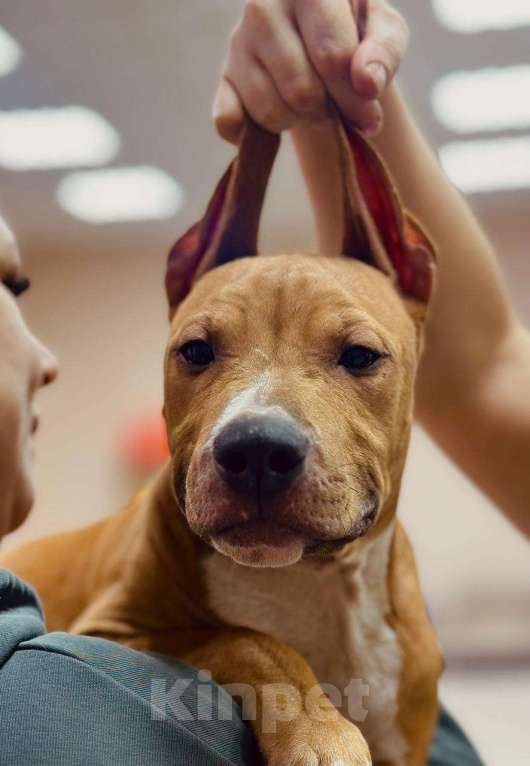 Собаки в Москве: Красивый мальчик амстаффа  Мальчик, 50 000 руб. - фото 1