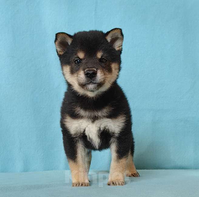 Собаки в Москве: Белые Сиба ину (Шиба ину) - девочка. Девочка, 80 000 руб. - фото 4