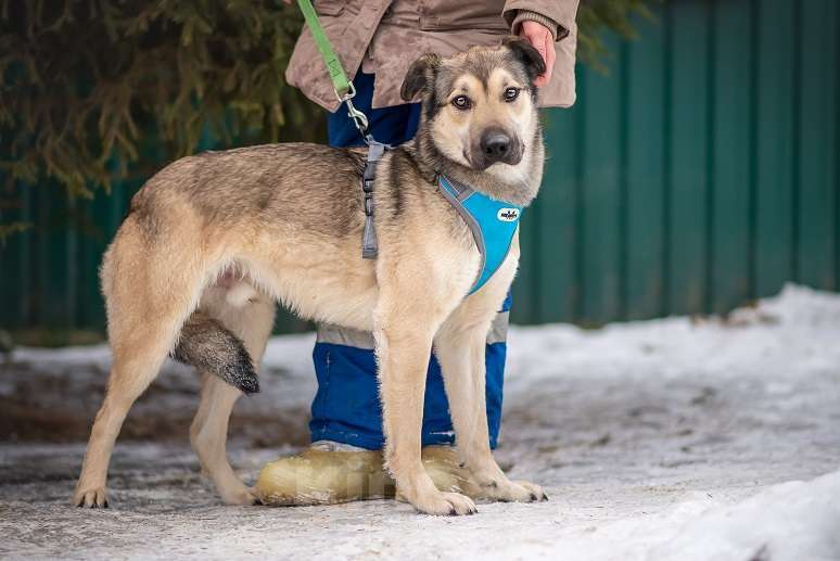Собаки в Москве: Зевс Мальчик, Бесплатно - фото 3