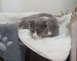 Кошки в Москве: Феня, 3 года, метис шотландской кошки, ищет дом. Москва Девочка, Бесплатно - фото 8