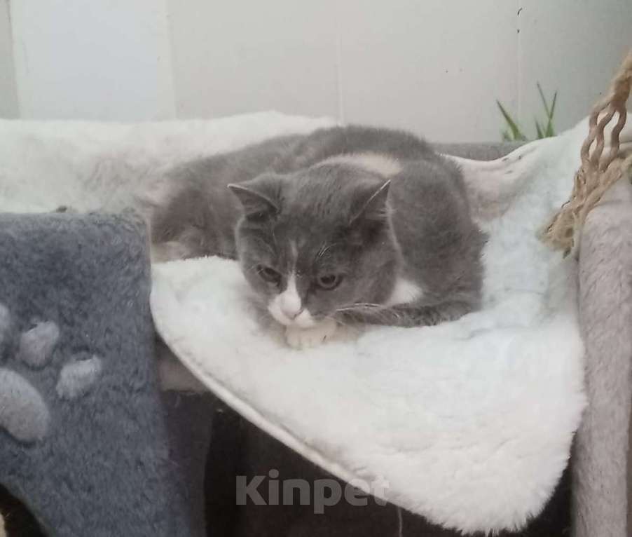 Кошки в Москве: Феня, 3 года, метис шотландской кошки, ищет дом. Москва Девочка, Бесплатно - фото 8