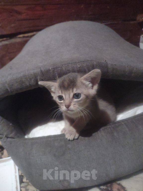 Кошки в Москве: Роскошная Абиссинская девочка.котенок. Девочка, 70 000 руб. - фото 5