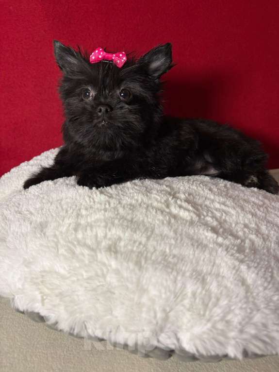 Собаки в Москве: Йоркширский  терьер  Девочка Девочка, 35 000 руб. - фото 2