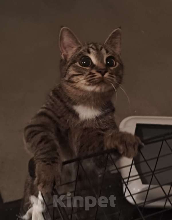 Кошки в Санкт-Петербурге: Срочно!!! Отдам в Добрые руки! Девочка, Бесплатно - фото 2