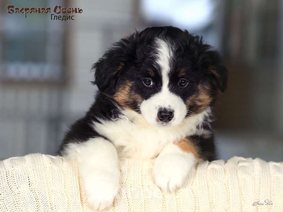 Собаки в других городах Московской области: Продается девочка миниаусси Девочка, 60 000 руб. - фото 7