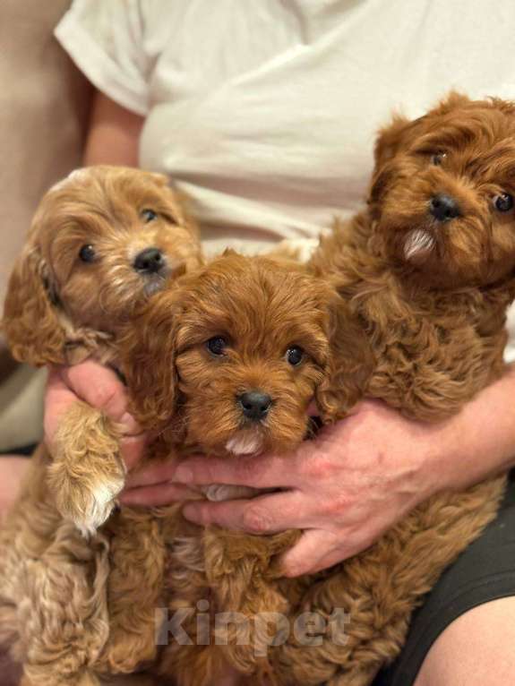 Собаки в Москве: Кавапу мальчик  Мальчик, 85 000 руб. - фото 4