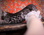 Кошки в Москве: бенгальский котенок на фоне ковра Мальчик, 45 000 руб. - фото 4