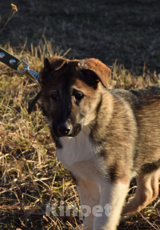 Собаки в Москве: Малышка ищет любящий дом😊 Девочка, Бесплатно - фото 3