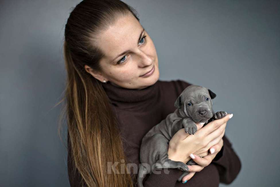 Собаки в других городах Московской области: Щенки Тайского Риджбека Девочка, Бесплатно - фото 1