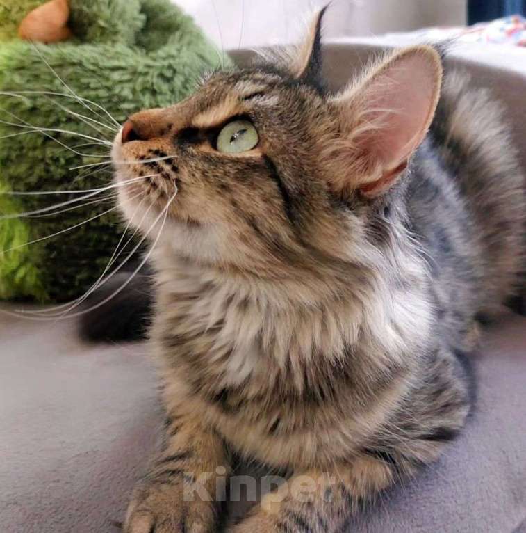 Кошки в Москве: Кейси вернули Девочка, Бесплатно - фото 4