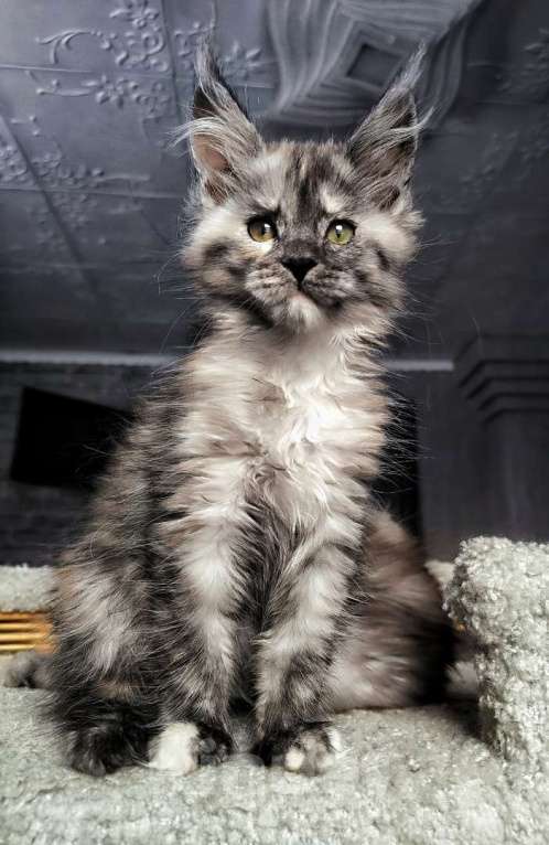 Кошки в Москве: Девочка Свободна для резерва Девочка, 40 000 руб. - фото 3