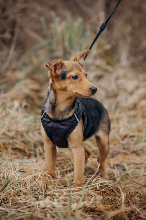 Собаки в Москве: Щенок в добрые руки Девочка, Бесплатно - фото 10