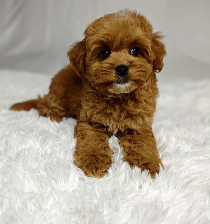 Собаки в Москве: Мальтипу GOLDEN мальчик Мальчик, 140 000 руб. - фото 1