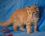 Кошки в Москве: Очаровательный рыжий котенок рыжик в дар Мальчик, Бесплатно - фото 4