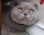 Кошки в Ливны: Британские котята, 10 000 руб. - фото 10