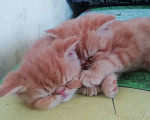 Кошки в Перми: Котята Девочка, 5 000 руб. - фото 1