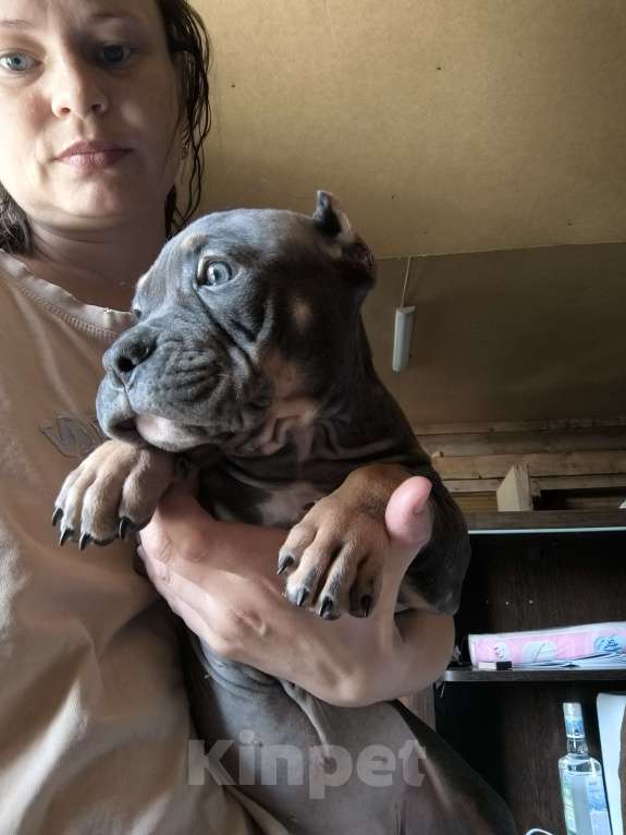 Собаки в Черногорске: Американский булли девочка  Девочка, 50 000 руб. - фото 3