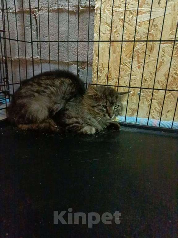 Кошки в Москве: Сибиряк Лео ищет дом   Мальчик, Бесплатно - фото 5