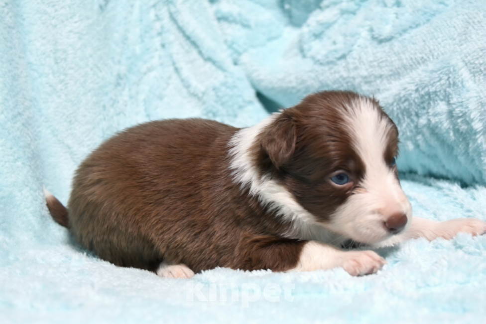 Собаки в Москве: Бордер колли милая девочка Девочка, 120 000 руб. - фото 3