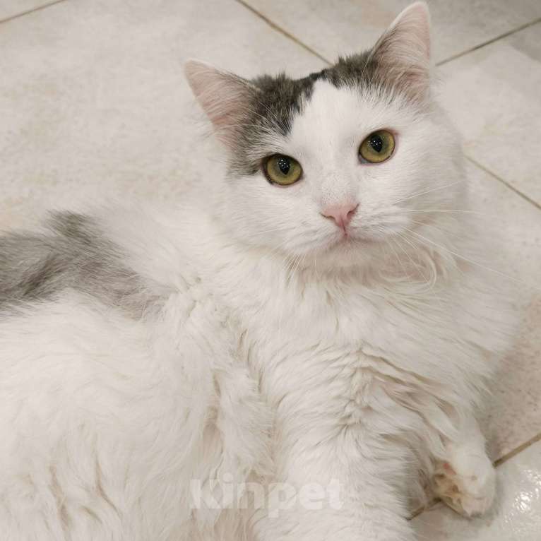 Кошки в Москве: Пушистый Джерик ищет дом Мальчик, Бесплатно - фото 2