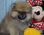 Собаки в Москве: Мохнатое счастье- мальчик померанец Мальчик, 28 000 руб. - фото 4