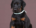 Собаки в Тюмени: Продается щенок Мальчик, 100 000 руб. - фото 1