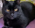 Кошки в Москве: Черный котенок в добрые руки  Мальчик, Бесплатно - фото 1