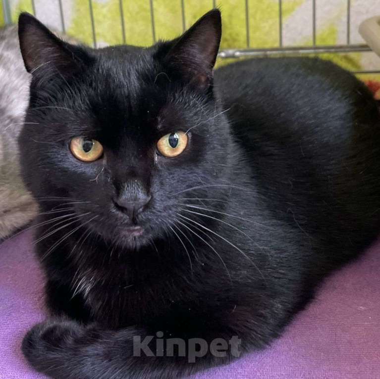 Кошки в Москве: Черный котенок в добрые руки  Мальчик, Бесплатно - фото 1