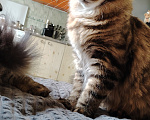 Кошки в Адыгейске: Котенок мейн-кун Девочка, 10 000 руб. - фото 1
