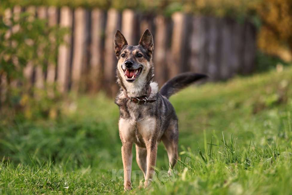 Собаки в Москве: Коротколапик Бадди ищет дом Мальчик, Бесплатно - фото 3