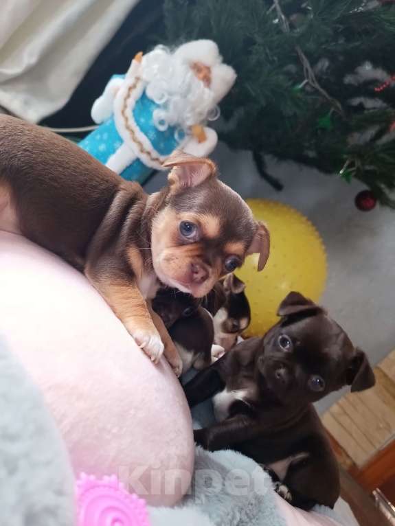 Собаки в Ростове-на-Дону: Щенки чихуахуа Девочка, 15 000 руб. - фото 1