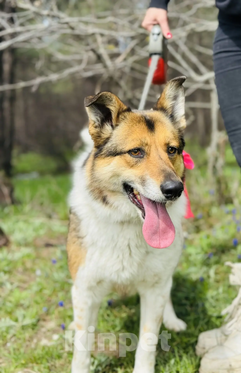 Собаки в других городах Краснодарского края: Адель,хочу домой Девочка, 99 руб. - фото 1