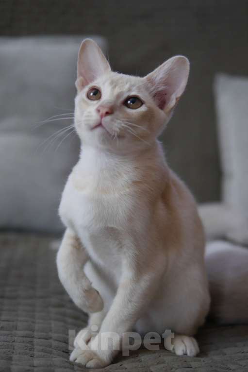 Кошки в Ростове-на-Дону: Бурманский кремовый котик Мальчик, 17 000 руб. - фото 3