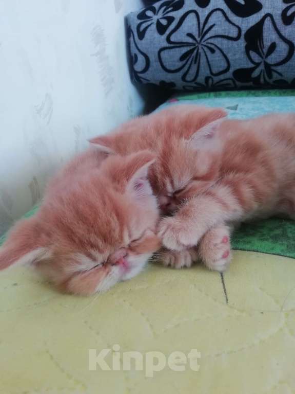Кошки в Перми: Котята Девочка, 5 000 руб. - фото 1
