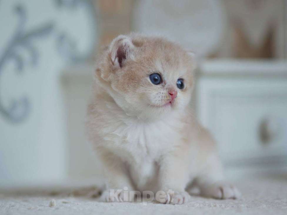 Кошки в Москве: Британский мальчик Финист Мальчик, 150 000 руб. - фото 9