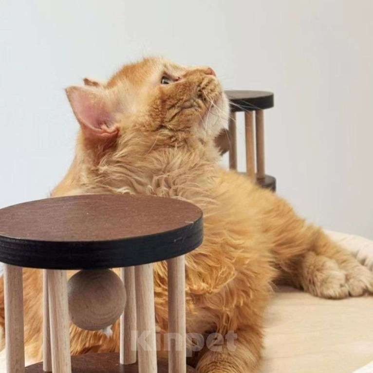 Кошки в Москве: Пушистый рыжий кот ищет дом Мальчик, Бесплатно - фото 5