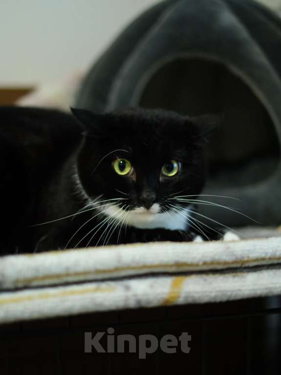 Кошки в Санкт-Петербурге: Кот ищет дом Мальчик, Бесплатно - фото 6