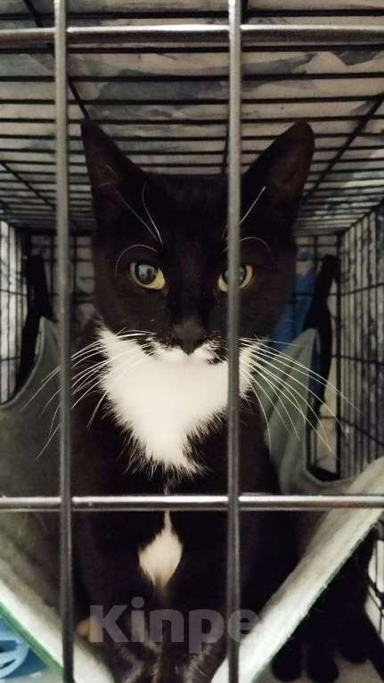 Кошки в Санкт-Петербурге: Чертофка ищет дом Девочка, Бесплатно - фото 3