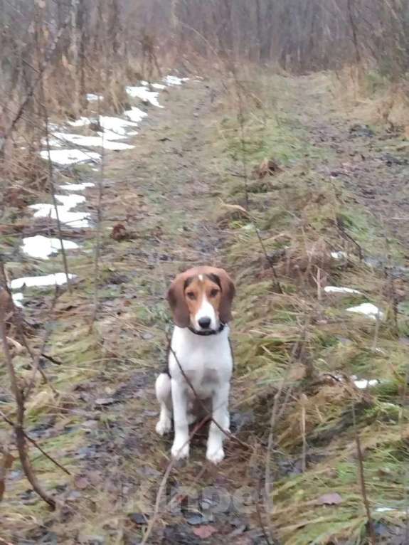 Собаки в Березовском: продажа собаки Девочка, 25 000 руб. - фото 1