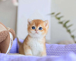 Кошки в Москве: Британский котёнок Оскар Мальчик, 130 000 руб. - фото 6