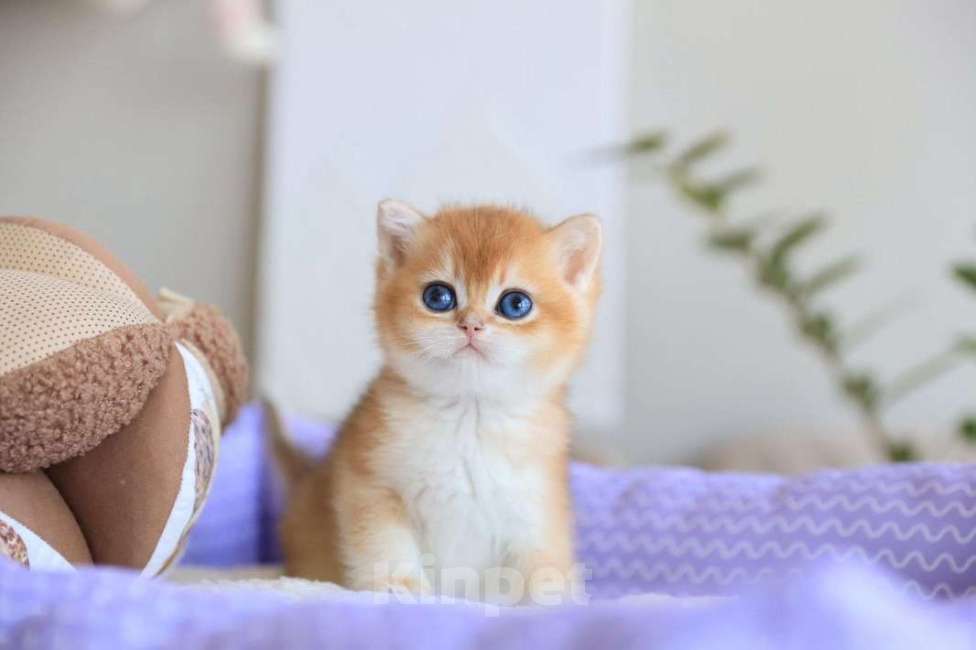 Кошки в Москве: Британский котёнок Оскар Мальчик, 130 000 руб. - фото 6