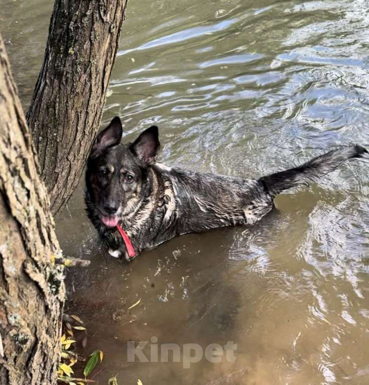Собаки в Москве: Помогите найти Лею Девочка, 75 000 руб. - фото 3