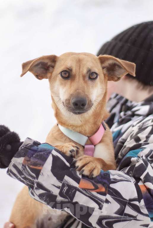 Собаки в Москве: Почти такса ласковая Флай в добрые руки Девочка, Бесплатно - фото 4