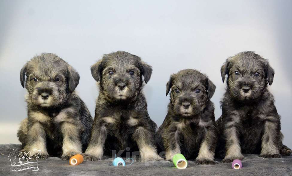 Собаки в Петрозаводске: Щенки миттельшнауцера Мальчик, 40 000 руб. - фото 5